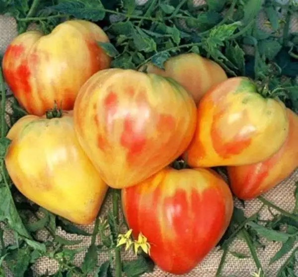 Tomaten: Orange Russian