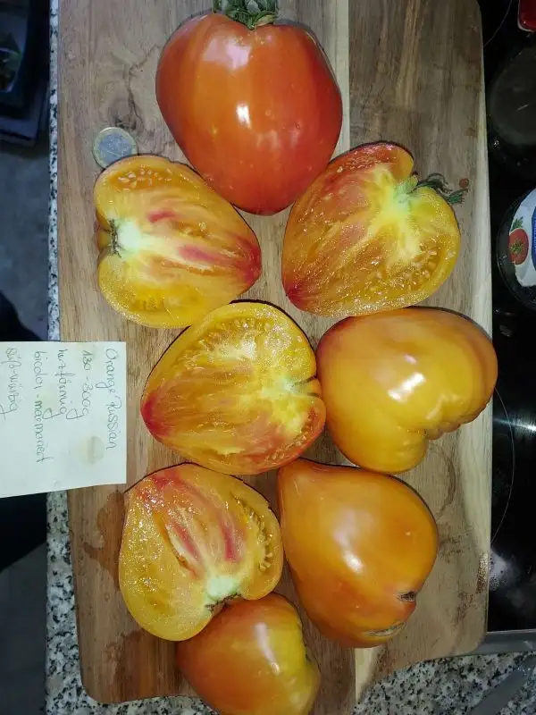 Tomaten: Orange Russian