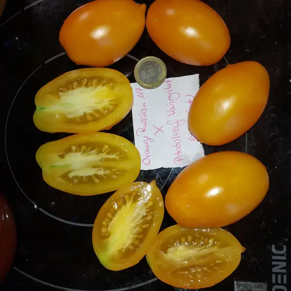 Tomaten: Orange Russian x PL Variegated (stabil)