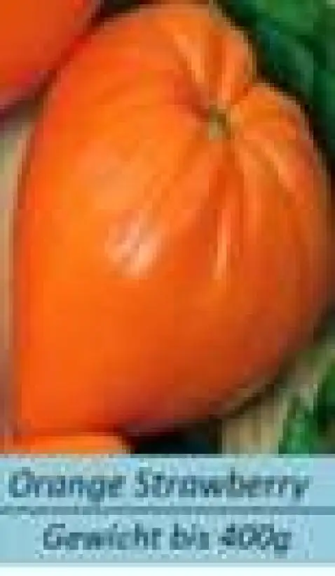 Tomaten: Orange Strawberry