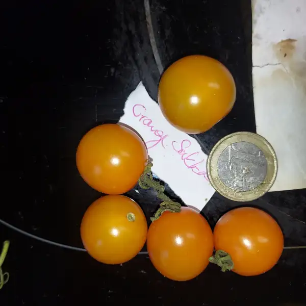 Tomaten: Orange Sukkerknald