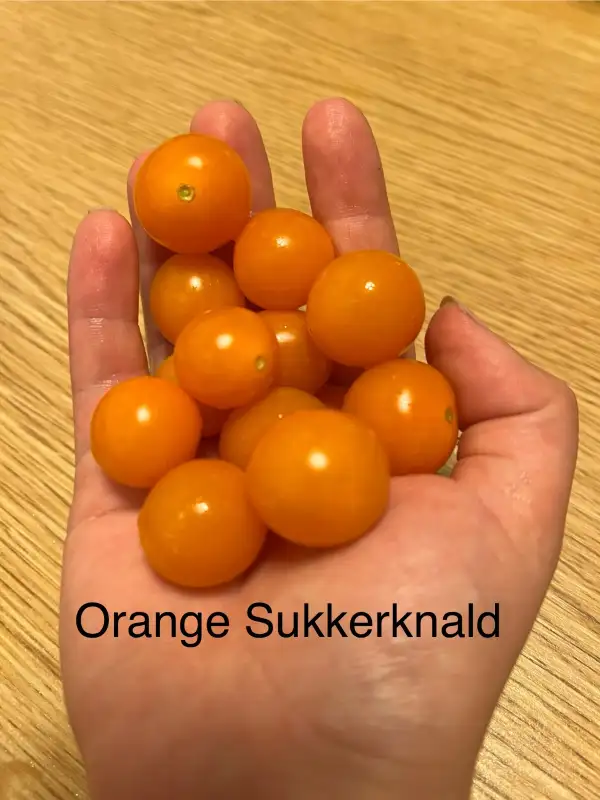 Tomaten: Orange Sukkerknald