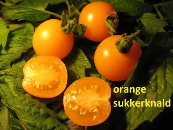 Tomaten: Orange Sukkerknald