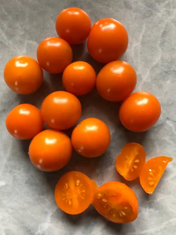 Tomaten: Orange Sukkerknald