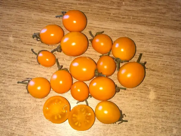Tomaten: Orange Sukkerknald