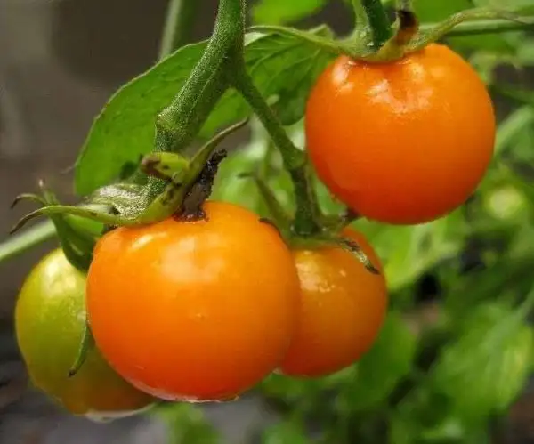 Tomaten: Orange Sukkerknald