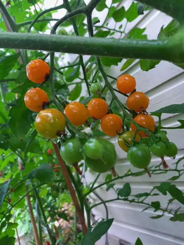 Tomaten: Orange Sukkerknald