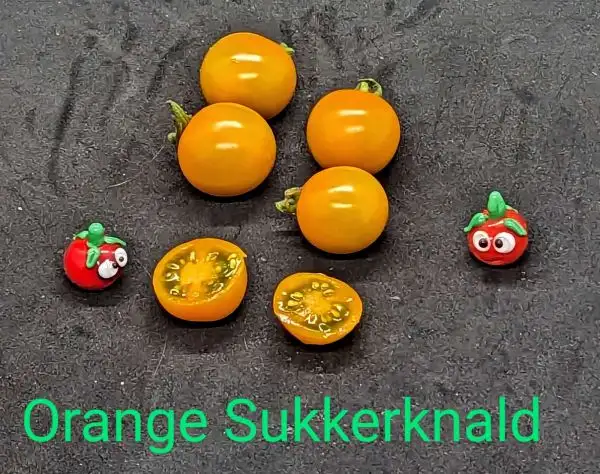 Tomaten: Orange Sukkerknald