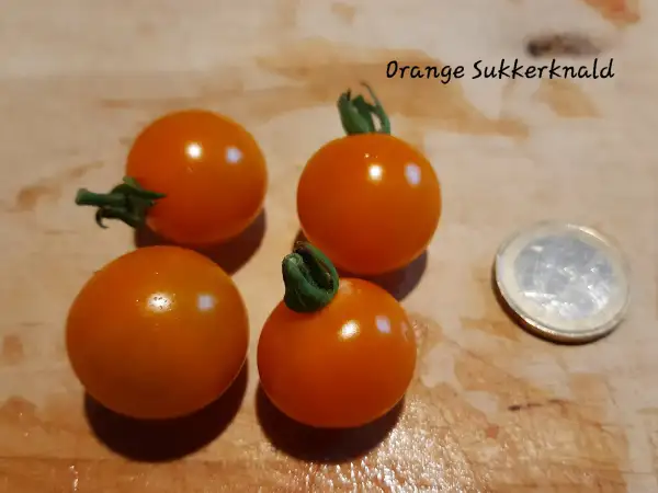 Tomaten: Orange Sukkerknald