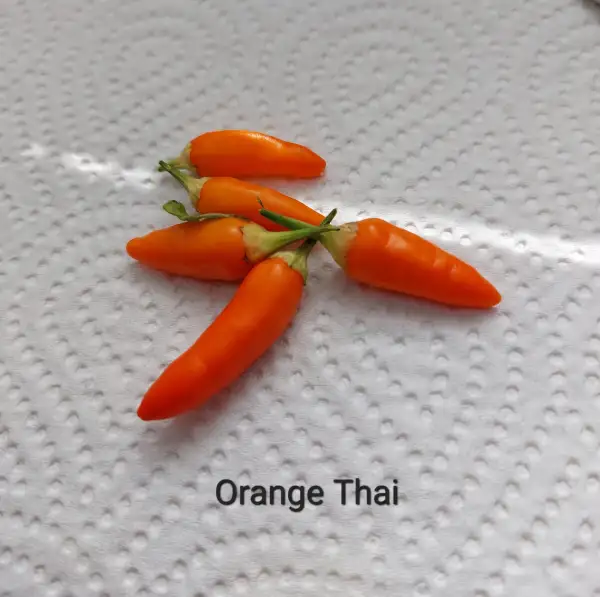 Chili / Paprika: Orange Thai