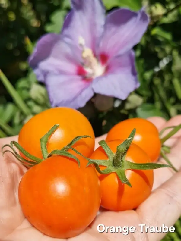 Tomaten: Orange Traube