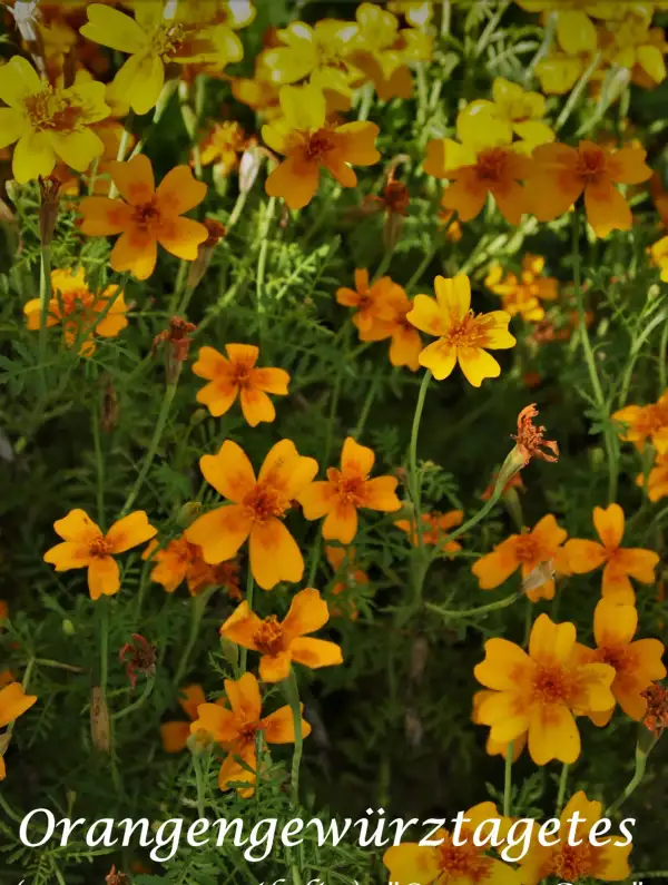 Blumen: Orangen-Gewürztagetes