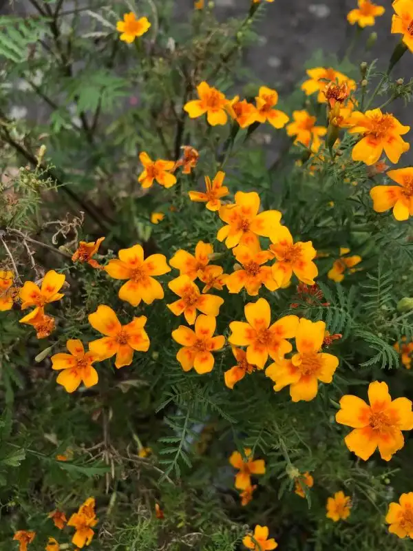 Kräuter: Orangen-Tagetes „Orange Gem“