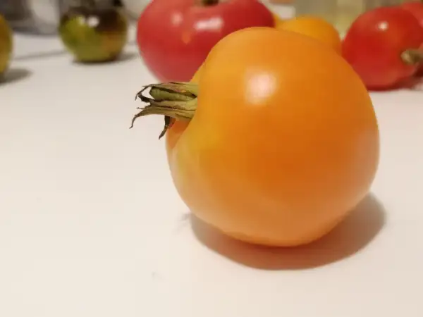 Tomaten: Orangene Ochsenherz