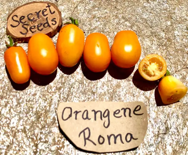 Tomaten: orangene Roma
