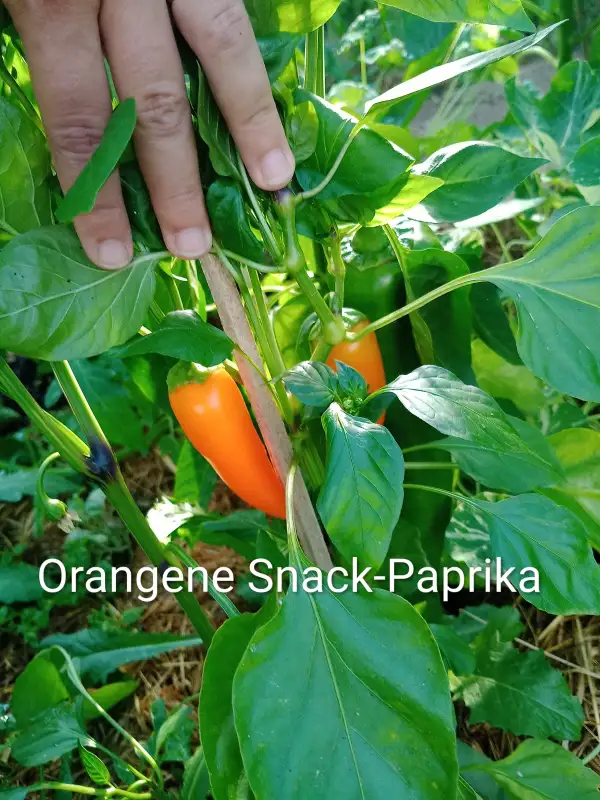 Paprika: Orangene Snack-Paprika