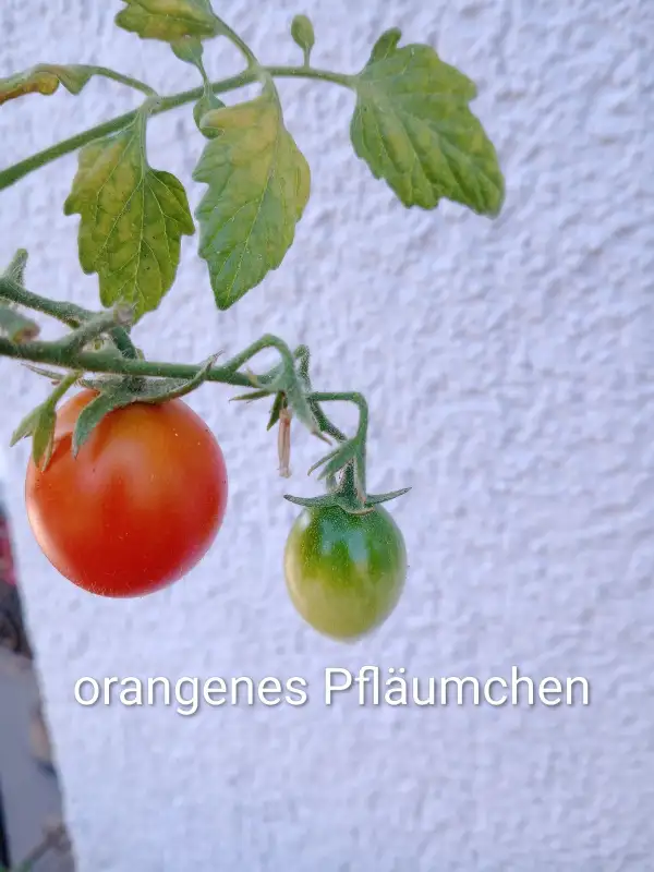 Tomaten: Orangenes-Pfläumchen