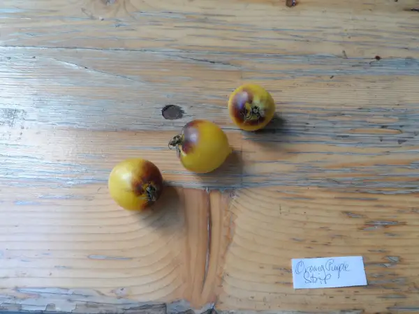 Tomaten: Orangepurple Strip ( Kat# 2626 )