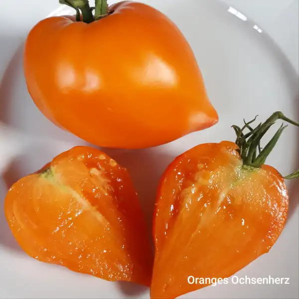 Tomaten: Oranges Ochsenherz