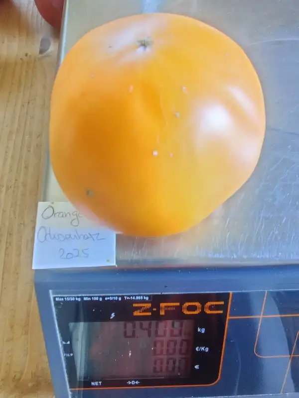 Tomaten: Oranges Ochsenherz