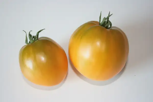 Tomaten: Oranges Ochsenherz