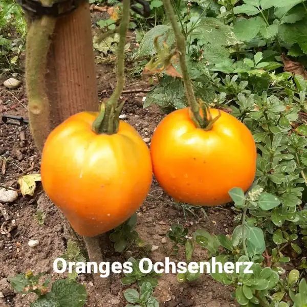 Tomaten: Oranges Ochsenherz