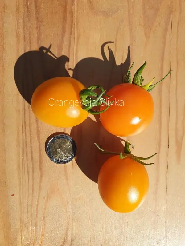 Tomaten: Orangevaja Slivka