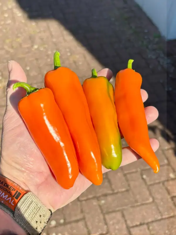 Chili / Paprika: Oranos - Spitzpaprika