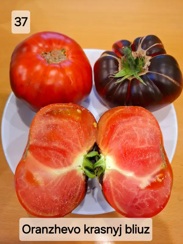 Tomaten: Oranzhevo krasnyj bliuz