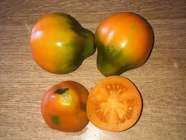 Tomaten: Oranzikas Pirn