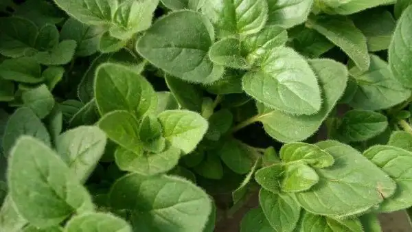 Kräuter: Oregano