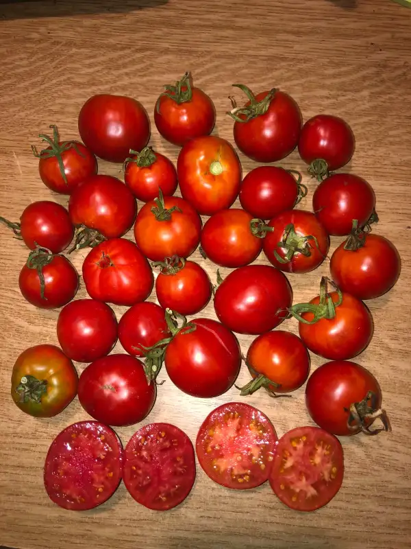 Tomaten: Oregon Eleven