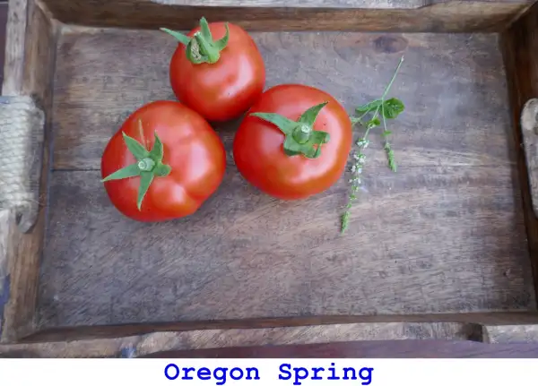 Tomaten: Oregon Spring