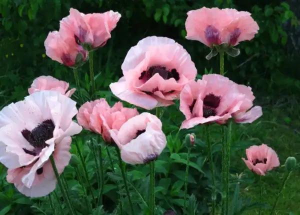 Stauden / Gehölz: Orientalischer Mohn weiß + rosa