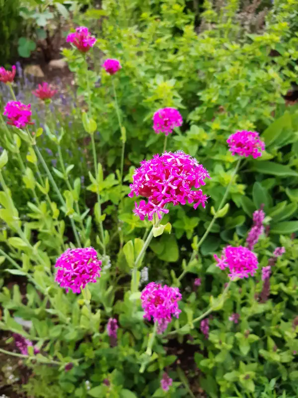 Blumen: Orientalisches Leimkraut, silene compacta