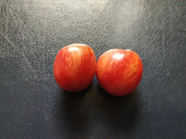 Tomaten: Orion’s Belt