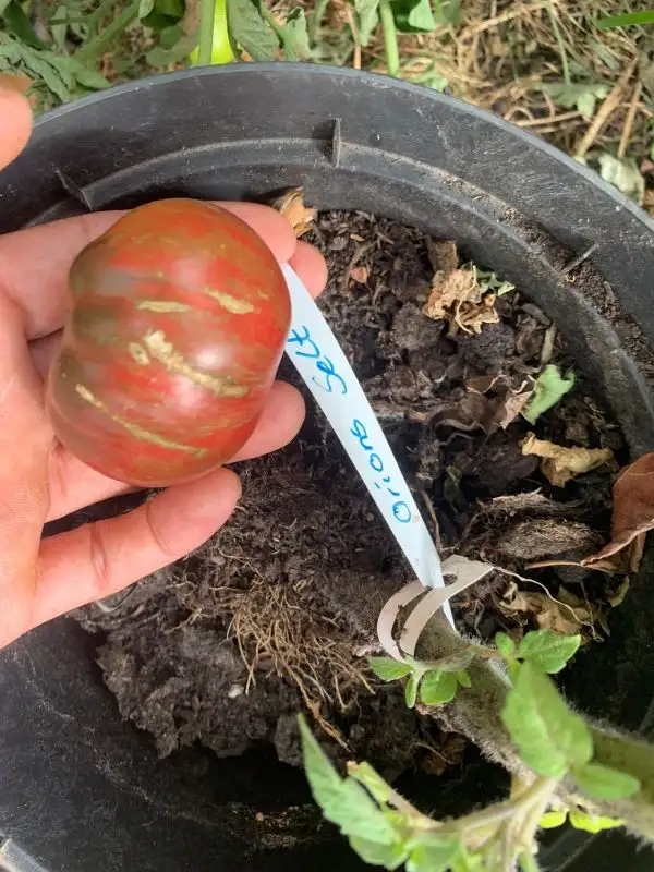 Tomaten: Orion selt