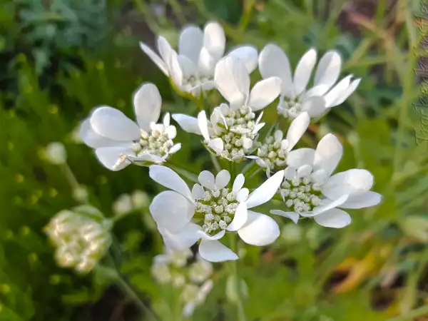 Blumen: Orlaya grandiflora ‣ ‣ ‣ ‣ ‣ ‣ ‣ ‣ ‣ ‣ ‣ Strahlen-Breitsame - White Lace