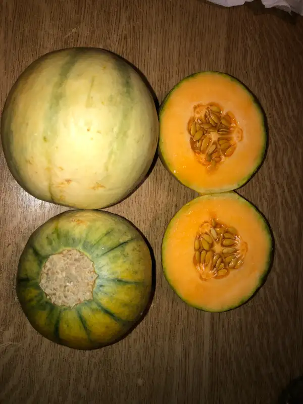 Obst: Orlinabel melone