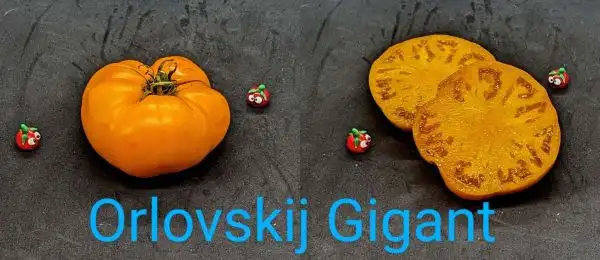 Tomaten: Orlowski Gigant