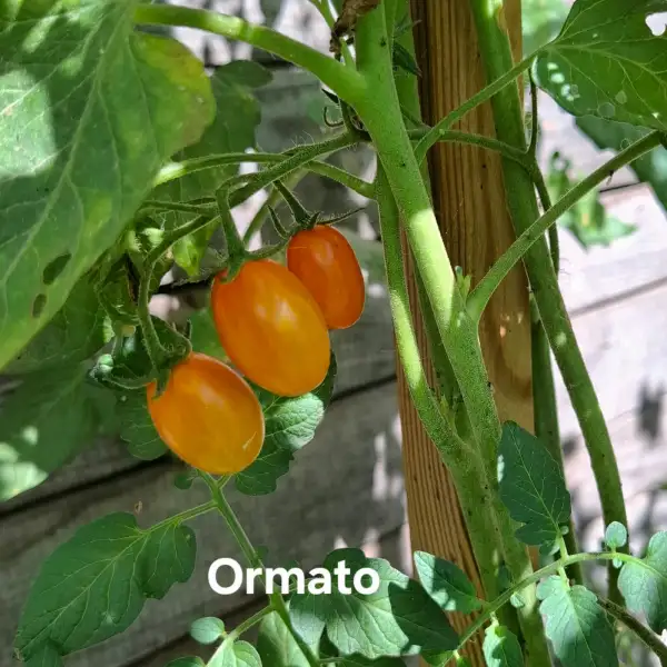 Tomaten: Ormato (BOL-T-4701)