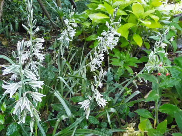 Zwiebeln: Ornithogalum boucheanum ‣ ‣ ‣ ‣ ‣  Grüner Milchstern ‣ Bouché’s star