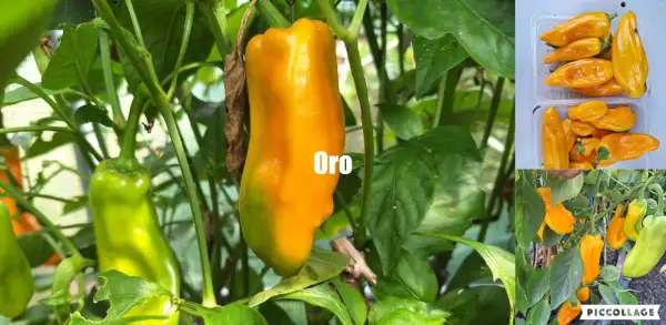 Paprika: Oro - Paprika
