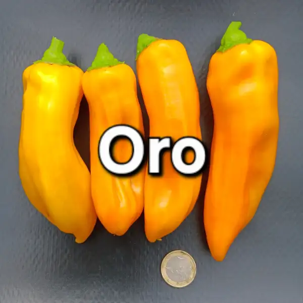 Chili / Paprika: Oro