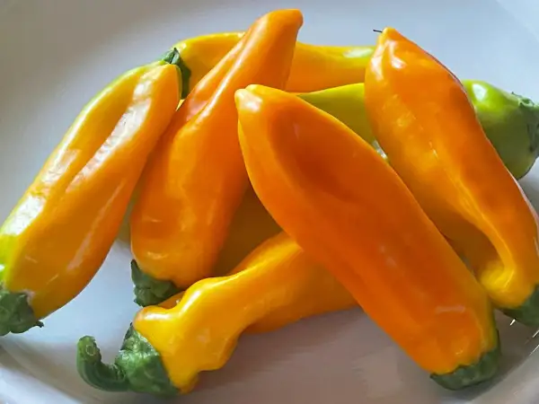 Paprika: Oro