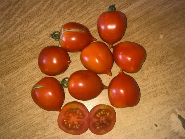 Tomaten: Orsara Pezute