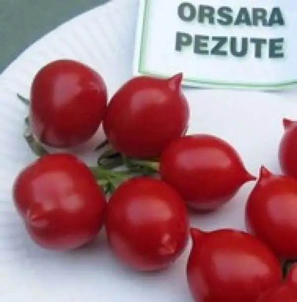 Tomaten: Orsara Pezute