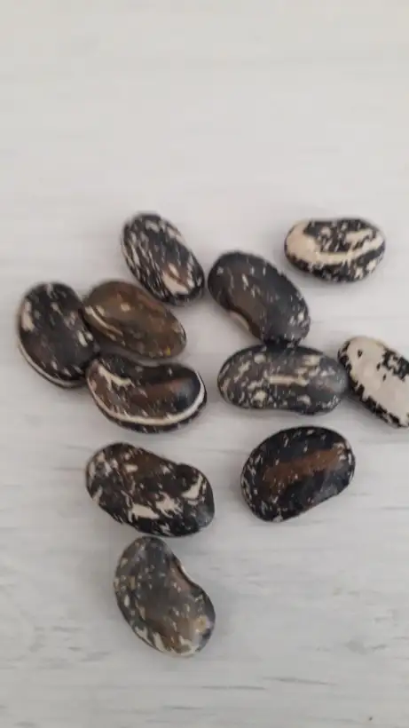 Bohnen: Osborne and Clyde