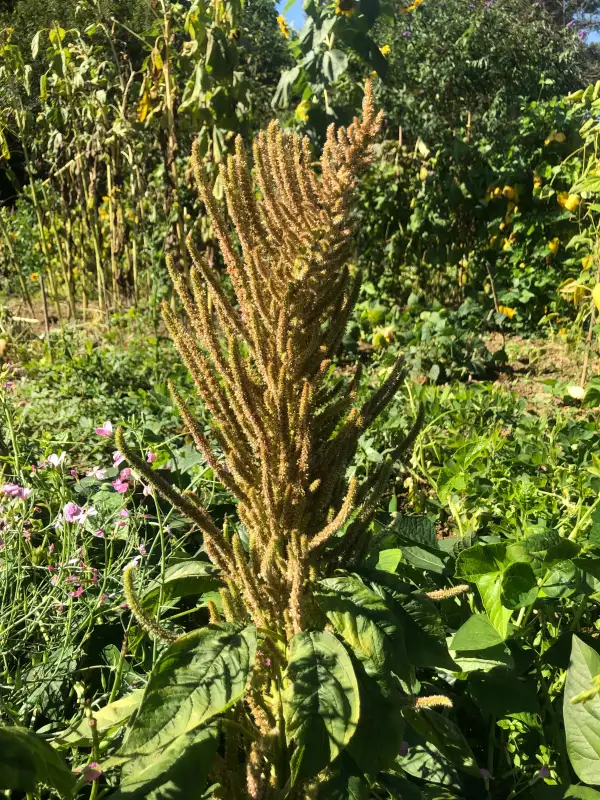 andere Gemüse: Oscar Blanco (Amaranthus hypochondriacus