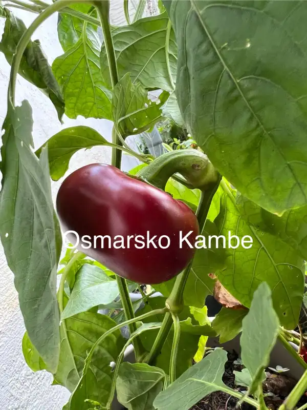 Chili / Paprika: Osmarsko Kambe